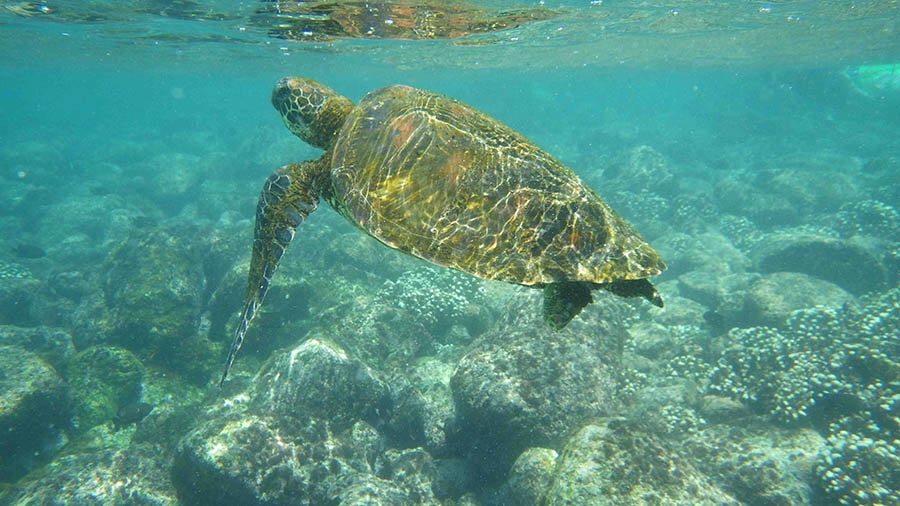 A sea turtle makes its way through the waters of the Galapagos.